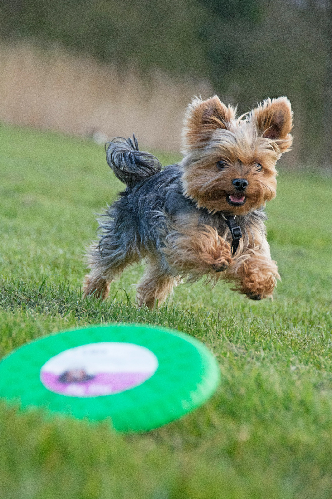 A happy Yorkshire Terrier puppy jumping and running on green grass toward a frisbee, demonstrating small dog exercise and playfulness.
