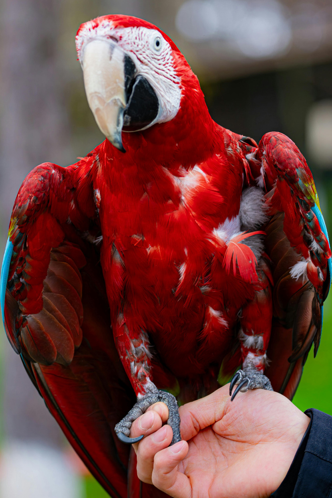 A vibrant Green-winged Macaw parrot with red and blue feathers perching confidently on a person’s hand, illustrating interactive avian socialization and bird trust-building.