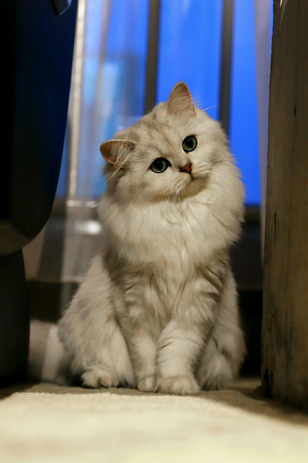 A fluffy white Silver Chinchilla Persian cat with striking green eyes sitting indoors, showcasing long-haired cat grooming and luxury pet aesthetics.